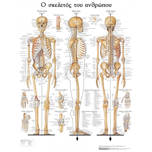 Σκελετός ανθρώπου
