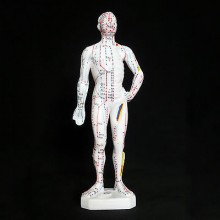 Ανθρώπινο μόντελο σώματος 26εκ
