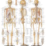 Σκελετός ανθρώπου-0